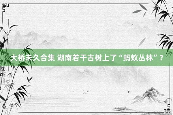 大桥未久合集 湖南若干古树上了“蚂蚁丛林”？