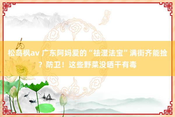 松岛枫av 广东阿妈爱的“祛湿法宝”满街齐能捡？防卫！这些野菜没晒干有毒